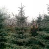 picea-extra (2)